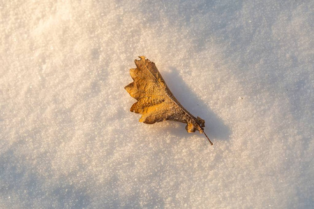 干橡树叶躺在冬季新鲜的雪在金色的夕阳光