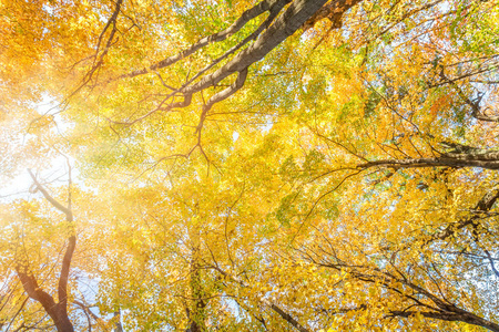 秋天的树叶，在 Pewits 巢，巴拉布，威斯康星州，美国