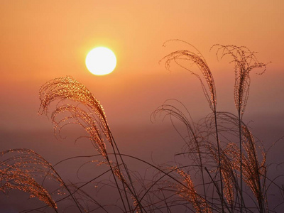 黄色草丛早上太阳升起 sparlking 的草丛照片