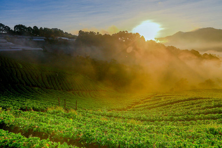 多雾的早晨日出在 Doi Ang 安康山山区草莓花园