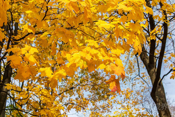 有金色叶子的枫树
