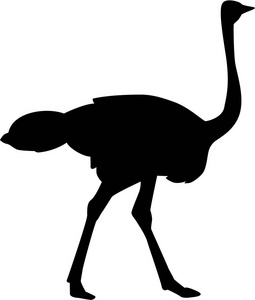 鸵鸟矢量图片