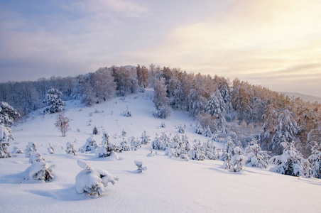 冬日夕阳雪场背景下的针叶林和彩云下的小山山顶上的小霜松