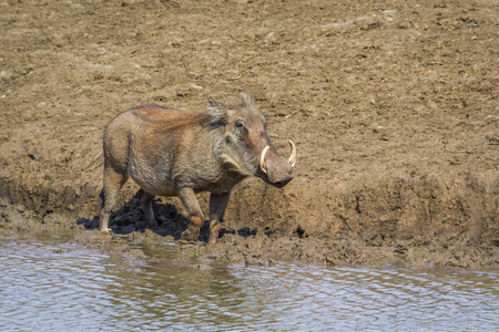 常见的疣猪在南非克鲁格国家公园
