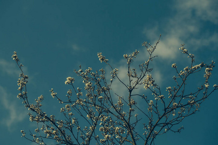 在白花盛开的树