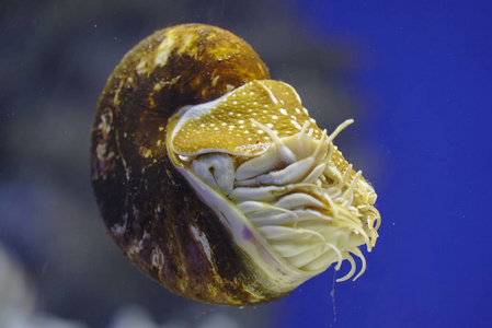 在水中的鹦鹉螺