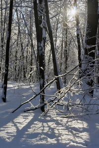 树林里的雪花飘落