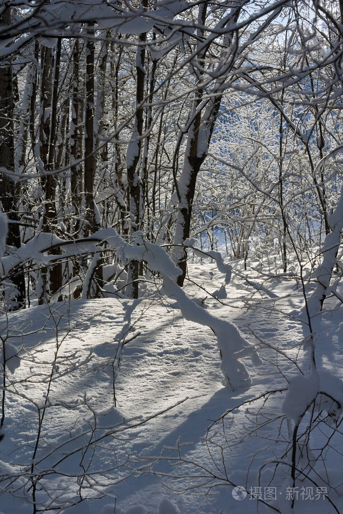 冬天树林里的雪花飘落