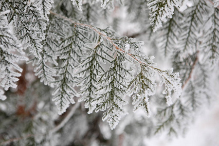 白色雪松在冬季