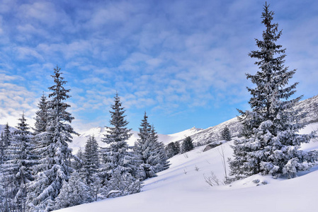 雪覆盖树木在冬天塔特拉山