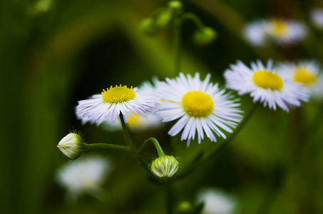 野生白雏菊