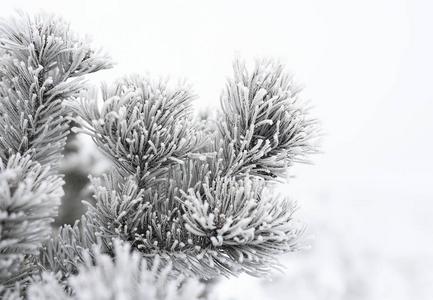 冷杉的枝上在雪地上