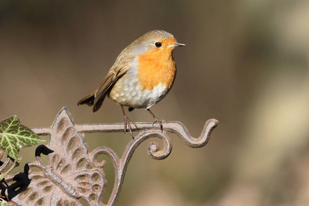 罗宾，erithacus rubecula