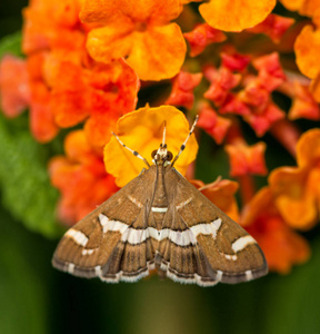 recurvalis美丽棕色和白色条纹夏威夷草地螟蛾的背视图照片
