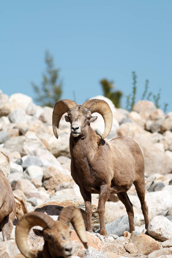 大角羊羊公羊