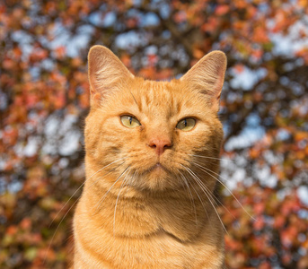 姜猫对秋天的落叶