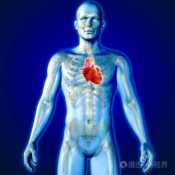 男图与心强调了医学图像的三维渲染