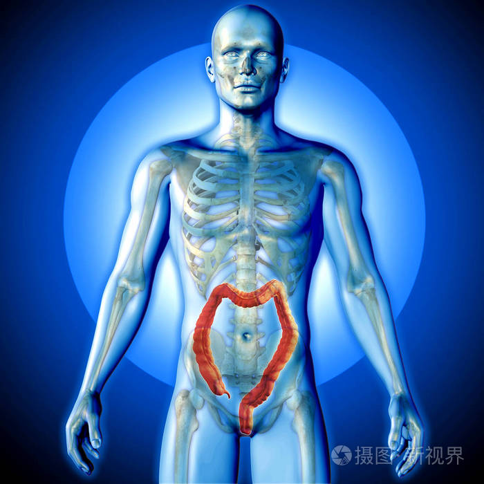 与结肠强调男性图医学图像的三维渲染