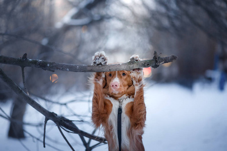 狗在树中，在冬季，下雪