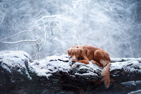 在森林里，在冬天的树上的狗