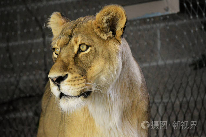 一只母狮子的特写