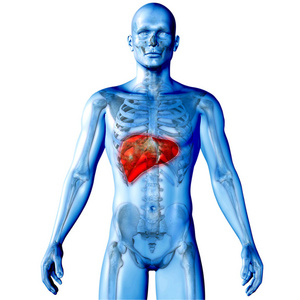 与肝脏强调男性图医学图像的三维渲染