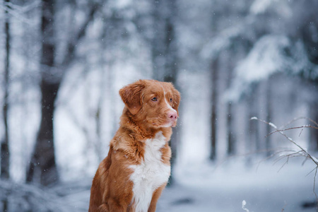 狗在森林里，在冬天，下雪