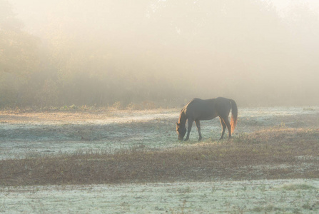 马啃草在深秋在大雾中日出