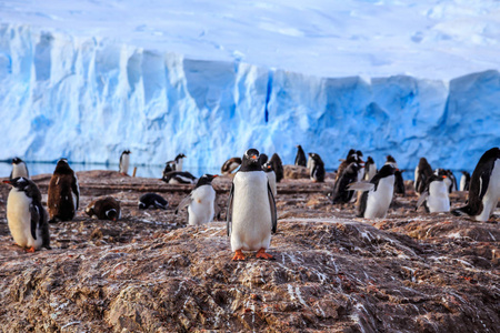 巴布亚企鹅在岩石和冰川的背景