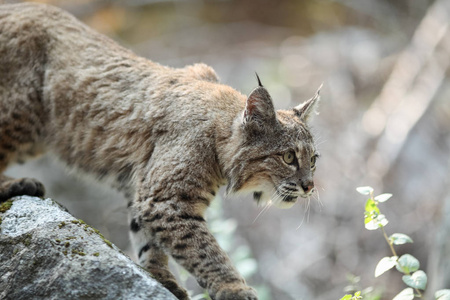 在优胜美地山谷山猫狩猎