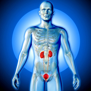 男性患者发生泌尿系统图医学图像的三维渲染