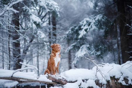 狗在森林里，在冬天，下雪