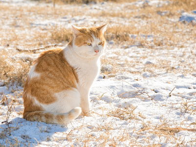 姜和白色流浪猫在雪上了感冒，阳光明媚冬季的一天