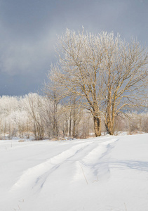 孤独的雪覆盖树上天空背景