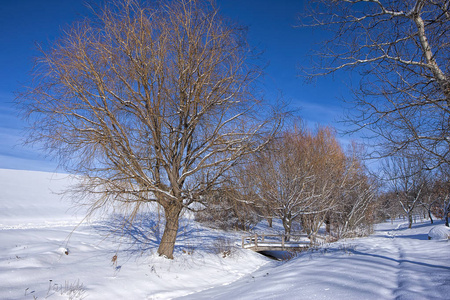 树和雪公园