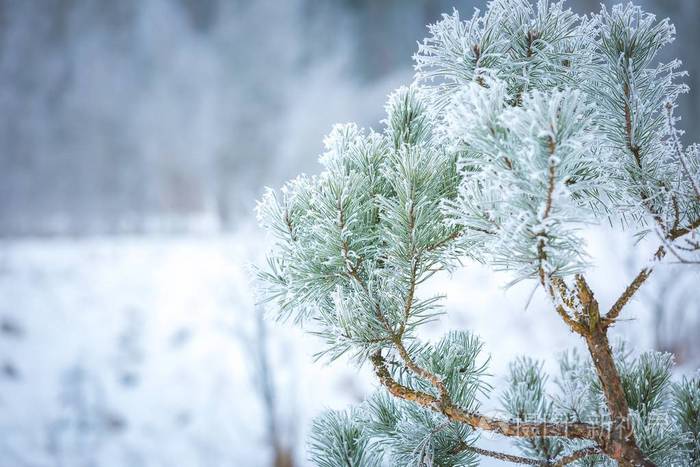 冬天的白色雾凇的松树枝