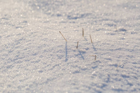 冬天雪背景与雪被覆盖的植物