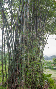 竹子在庭院