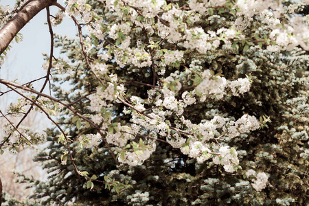 春天有白花的树，在田野的浅部