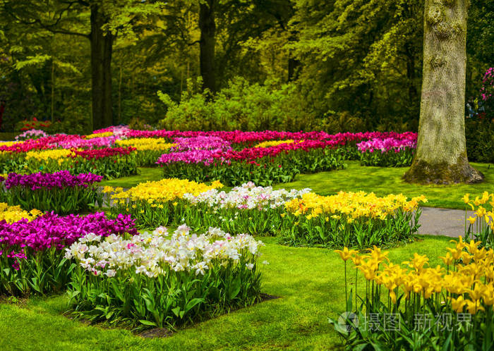 在库肯霍夫,多彩的郁金香花朵和树木的花园.netherlan