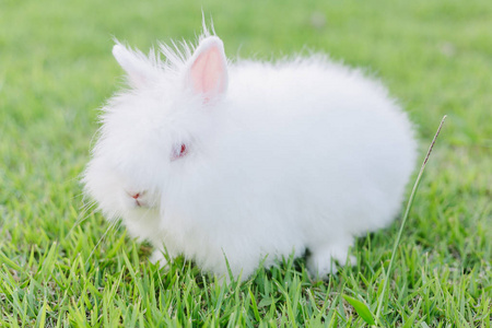 阳光明媚的兔子图片