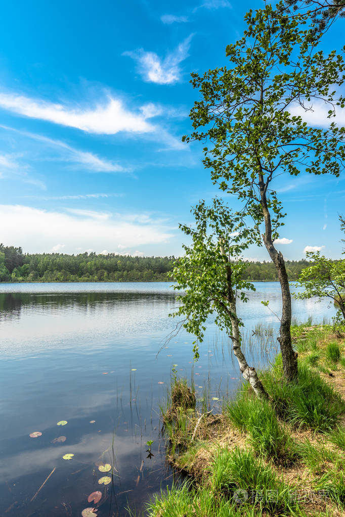 阳光灿烂的夏天景观湖在森林里的