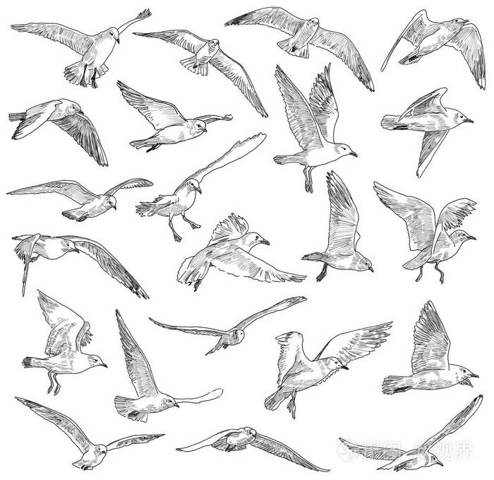 飞行的海鸥的草图