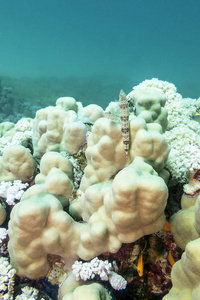 与硬滨珊瑚在热带海，水下珊瑚礁