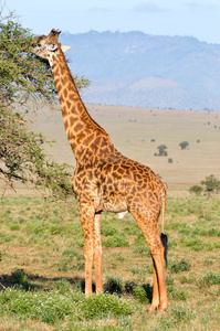 孤立的长颈鹿占据吃树叶图片