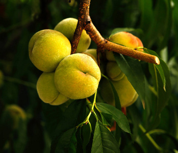 生长在树上的甜美多汁的桃子照片到微型库存