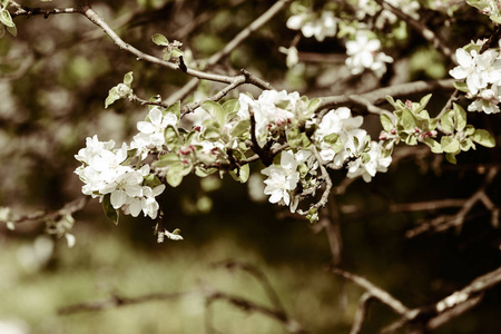 春天树枝上的苹果花注浅田深