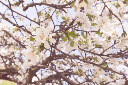 春天开着白花的树枝，在光的背景上注着浅浅的田野