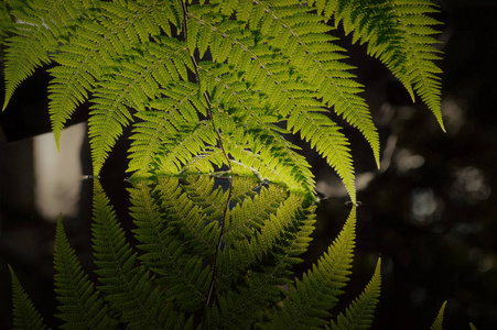 在水中的蕨类植物