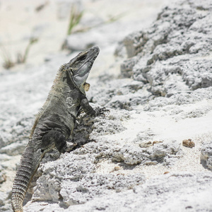 在墨西哥尤卡坦半岛中看到的绿鬣蜥